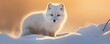 white Arctic fox staring calmly amidst a snowy backdrop, with its thick winter fur coat in the soft light