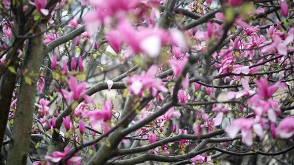 Wall Mural - Pink magnolia tree flowers on a spring rainy day in Paris, France.