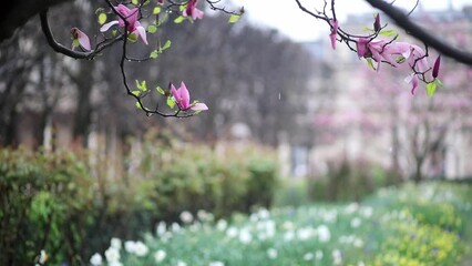 Wall Mural - Pink magnolia tree flowers on a spring rainy day in Paris, France.