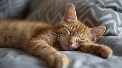 Poster - Cute ginger kitten sleeping on the sofa in the living room.