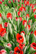 many red tulips in a greenhouse