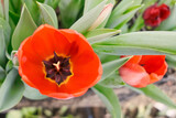 Fototapeta Kosmos - beautiful red tulip closeup in a greenhouse
