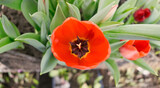 Fototapeta Kosmos - beautiful red tulip closeup in a greenhouse