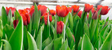 Fototapeta Kosmos - beautiful red tulips in a greenhouse side view