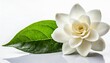 beautiful gardenia flower on white background