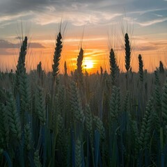 Wall Mural - wheat field at sunset