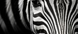 A close up of a zebras eye, neck, and snout featuring intricate blackandwhite striped pattern. The monochrome photography highlights the zebras liquid eyes and long eyelashes