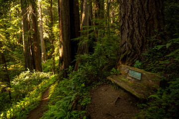 Wall Mural - Narrow Trail Cuts Past Memorial Bench In Redwood