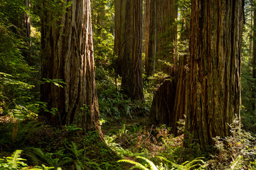 Wall Mural - Redwood Trunks Catch Sun Light And Cast Shadows Deep Into The Forest