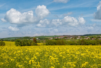 Wall Mural - spring rapeseed yellow blooming fields