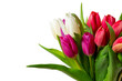 Bouquet of tulips isolated on transparent background