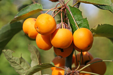 malus × zumi 'golden hornet' also known as crab apple: fruits detail