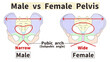 © koyuki - Comparison of the skeleton of the male and female pelvis Labeled diagram PNG
