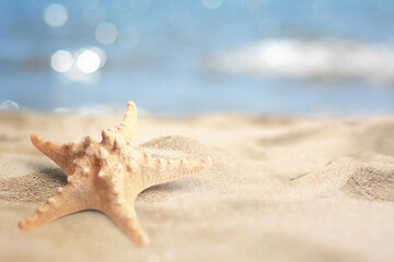 Poster - Starfish on sandy beach near sea, space for text