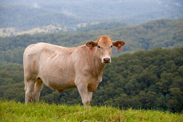 Agricultural scenery in the Glasshouse Mountains, Sunshine Coast Hinterland, Queensland, Australia