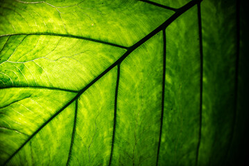 Green leaf