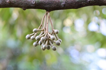 Closeup of Durian flower buds, King of fruits on a branch on durian tree in the garden with blurred natural background at Thailand.