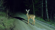 Majestic deer encounter on forest road at night, caution for wildlife and road safety