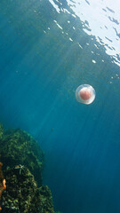 Wall Mural - Artistic underwater photo of a pink Jellyfish. From a scuba dive in the Andaman Sea in Thailand. Indian Ocean.