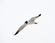 The laughing gull in flight, close up