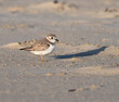 The piping plover (Charadrius melodus) on the sand beach, Galveston