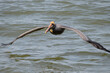 Brown pelican (Pelecanus occidentalis) flying over ocean, Galveston, Texas, USA