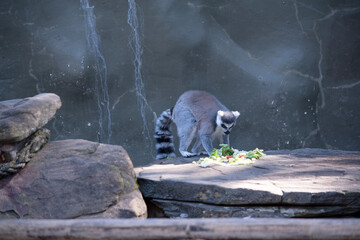 the ring tailed lemur is looking at her vegetables