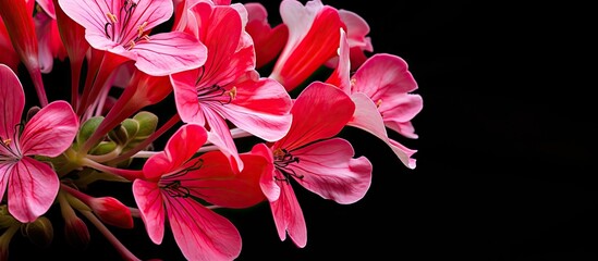 Canvas Print - Pink flowers arranged on black backdrop