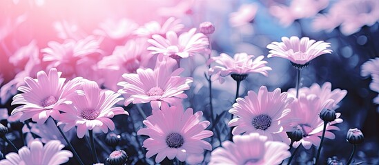 Sticker - Pink flowers on a white background