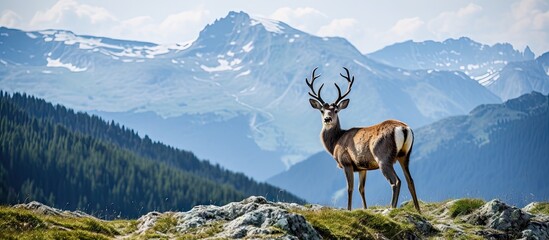 Canvas Print - Majestic Deer Silhouetted Against a Colorful Sunset on Rocky Mountain Summit