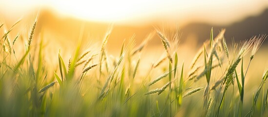 Canvas Print - Sunlight filtering through arafed wheat field