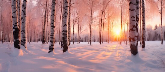 Sticker - Sunset behind snow-covered trees