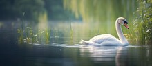 A White Swan Swimming In Water By Tall Reeds