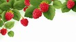 Ripe fresh raspberries in the fruit garden
