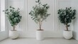 白い部屋の観葉植物