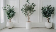 白い部屋の観葉植物