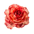 Beautiful bloom rose flower on white backgrounds