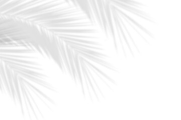 Wall Mural - realistic shadows of palm leaves isolated on white background. decorative design elements for summer