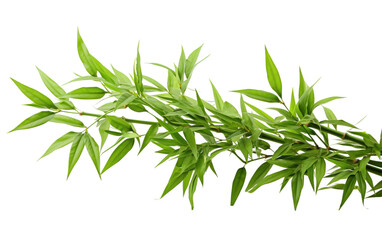  Close-Up of a Bamboo Plant With Green Leaves. On a White or Clear Surface PNG Transparent Background.