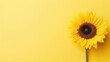 beautiful fresh sunflowers on yellow background space for text