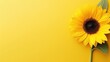 beautiful fresh sunflowers on yellow background space for text