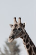 portrait of a giraffe in Africa 