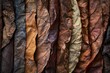  tobacco leaves,close up, carefully arranged to showcase their textures and colors. The aging process that enhances the flavor of cigars.