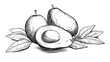 Vector avocado illustration. Black and white avocado