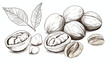 Vector illustration of black line hand drawn walnut