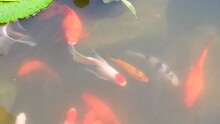 Top Down View Of Goldfish And Koi Carp Fish Swimming In Pond With Water Lilies