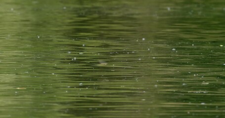 surface of river tisza during the annual mating season of the long-tailed mayfly