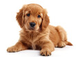 A portrait of a Golden retriever puppy