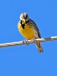  a colorful male western meadowlark on a utility line in rocky mountain arsenal national wildlife refuge in commerce city, near denver, colorado