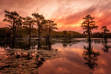 Wall Mural - The beauty of the Caddo Lake with trees and their reflections at sunrise